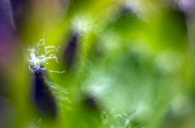 Doğadan bitki parçası