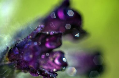 Doğadan bitki parçası