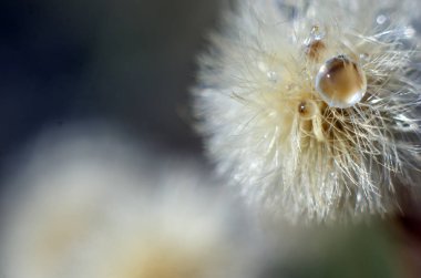 Doğadan bitki parçası