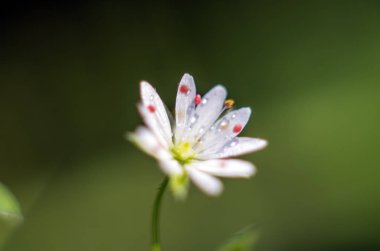 Doğadan bitki parçası