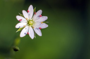 Doğadan bitki parçası