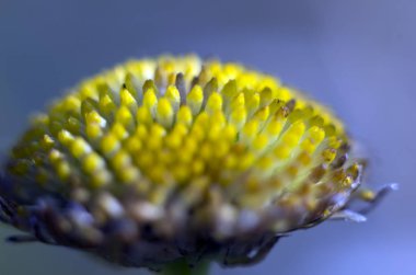 Doğadan bitki parçası