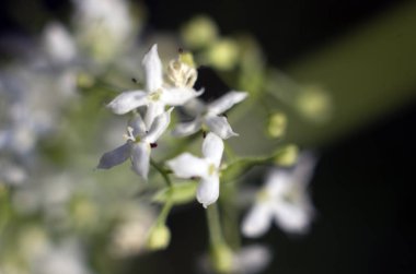 Doğadan bitki parçası