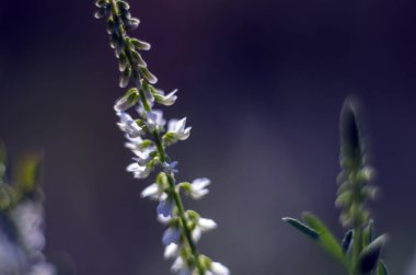 Doğadan bitki parçası
