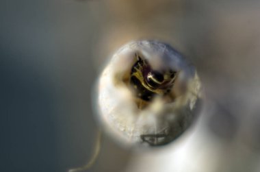 Doğadan bitki parçası