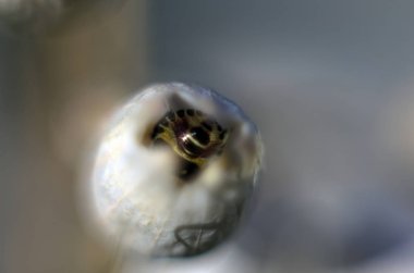 Doğadan bitki parçası