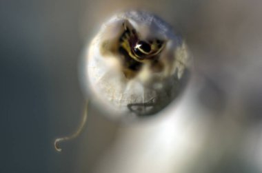 Doğadan bitki parçası