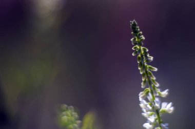 Doğadan bitki parçası