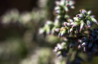 Doğadan bitki parçası