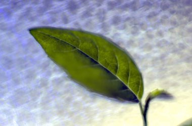 Doğadan bitki parçası