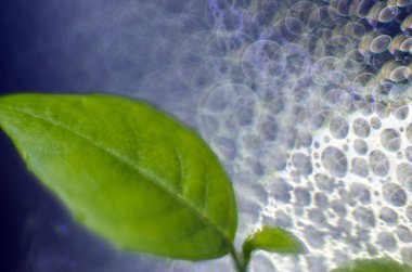 Doğadan bitki parçası