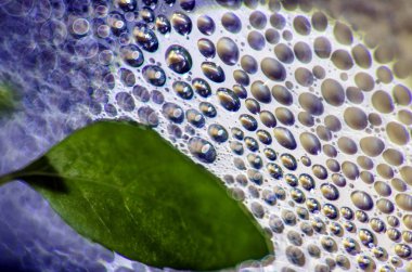 Doğadan bitki parçası