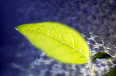 Doğadan bitki parçası