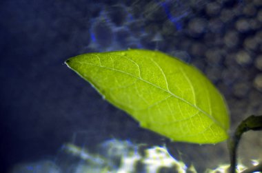 Doğadan bitki parçası