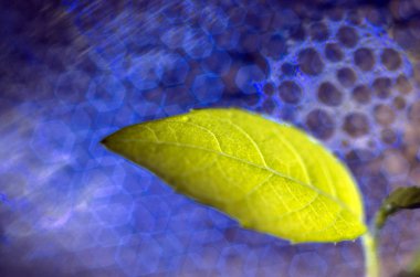 Doğadan bitki parçası