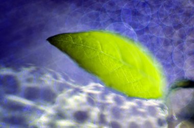 Doğadan bitki parçası