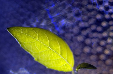 Doğadan bitki parçası