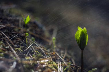 Doğadan bitki parçası