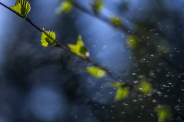 Doğadan bitki parçası