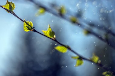 Doğadan bitki parçası