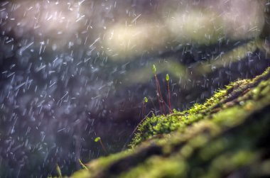 Doğadan bitki parçası