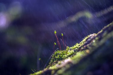 Doğadan bitki parçası