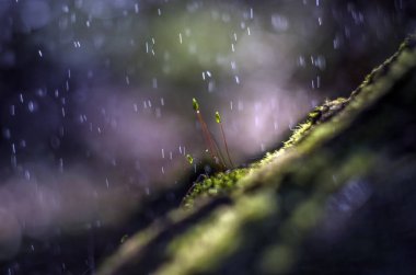 Doğadan bitki parçası