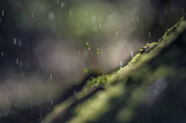 Doğadan bitki parçası