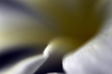 Doğadan bitki parçası