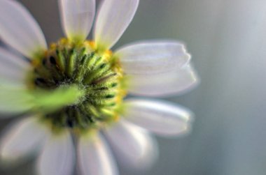 Doğadan bitki parçası