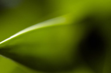 Doğadan bitki parçası