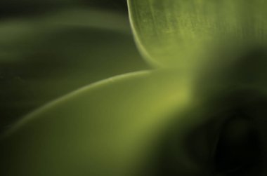 Doğadan bitki parçası