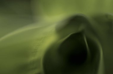 Doğadan bitki parçası