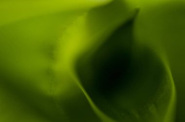 Doğadan bitki parçası