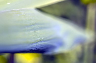 Doğadan bitki parçası