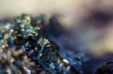 Doğadan bitki parçası