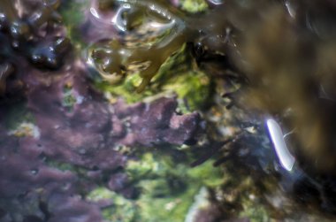 Doğadan bitki parçası