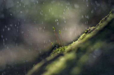 Doğadan bitki parçası