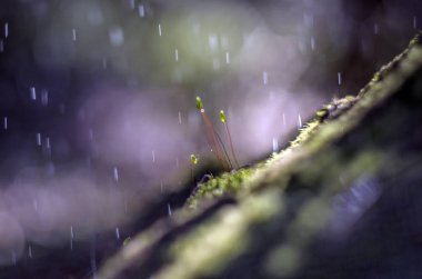 Doğadan bitki parçası