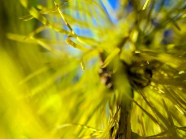 Doğadan bitki parçası