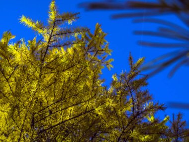 Doğadan bitki parçası