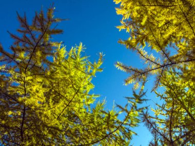 Doğadan bitki parçası