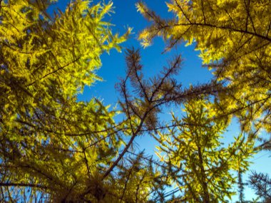 Doğadan bitki parçası