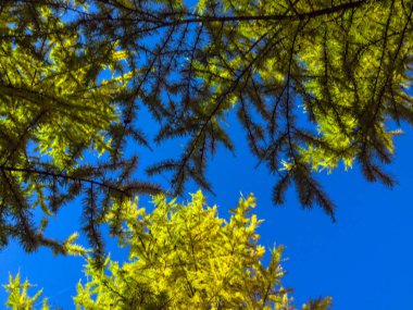 Doğadan bitki parçası