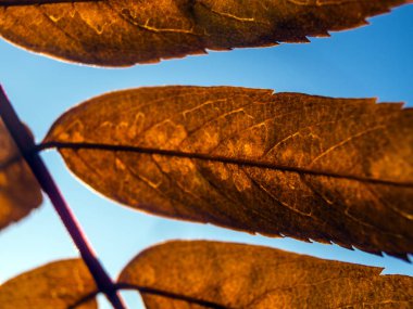 Doğadan bitki parçası