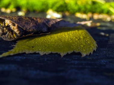 Doğadan bitki parçası