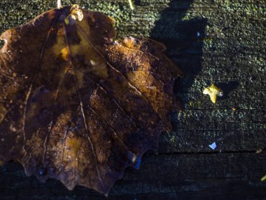 Doğadan bitki parçası