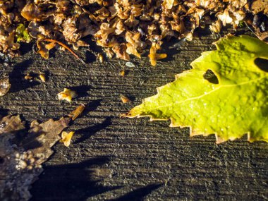 Doğadan bitki parçası