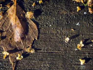 Doğadan bitki parçası