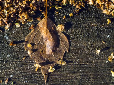 Doğadan bitki parçası